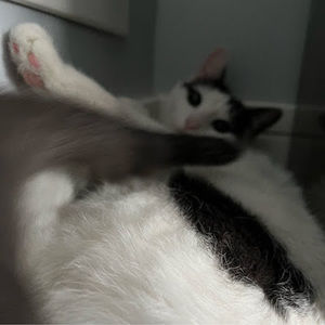 Meet your Posher, Diana